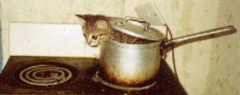 My cat