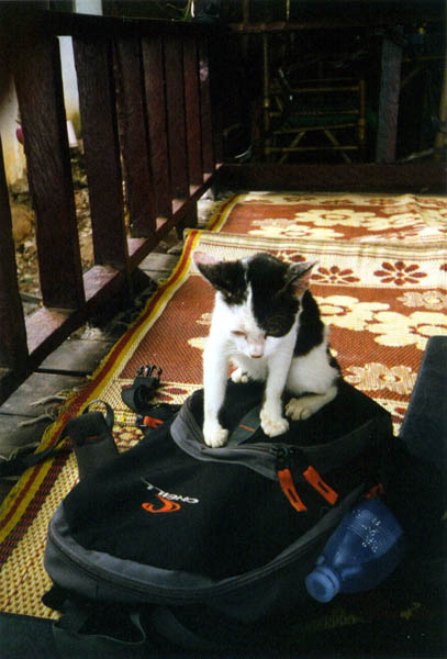 Kitten