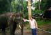 Elephant & Paul