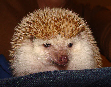 wp09af2c29_0f.jpg