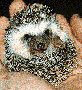wp55285c2b.gif