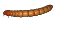 wp698ad7f3.gif