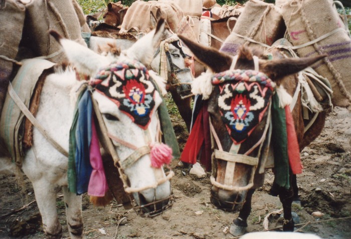 Pack mules on the trail from Beni