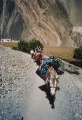 Taking ponies up to Muktinath