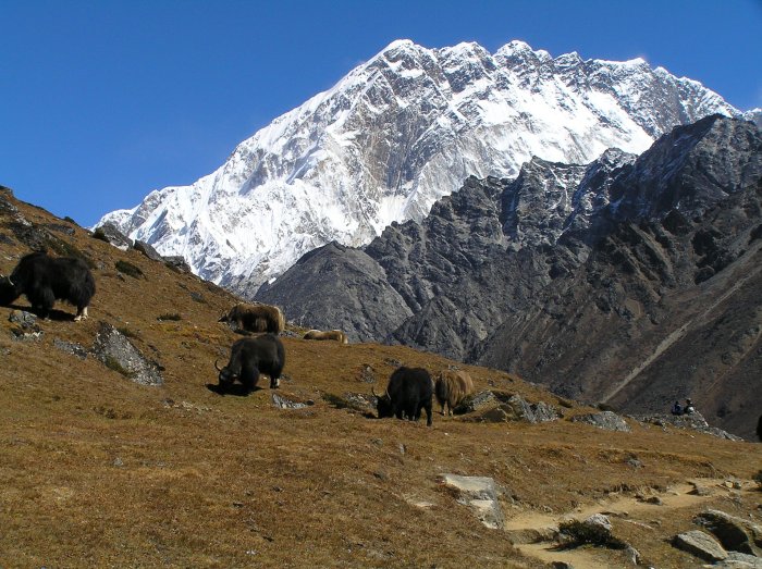 Grazing yaks en route to Dzonglha