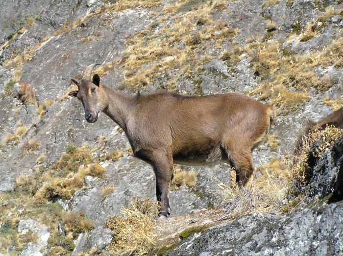 Himalayan Tahr near Sanasa