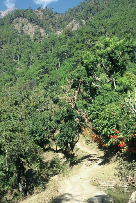 Natural forest of Katus/Chilaune with Chir pine above