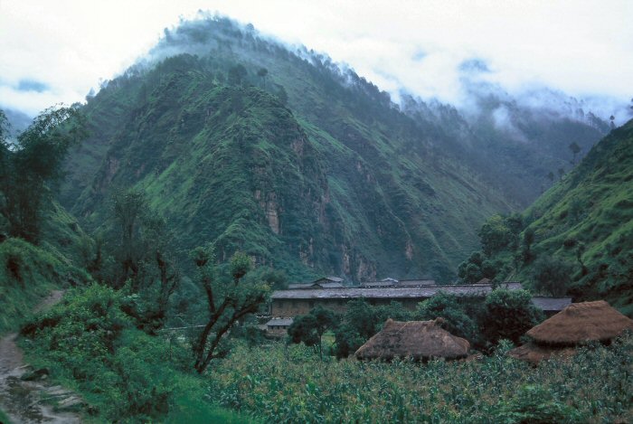 Pine plantation on far hill. Plantations are established to replace lost natural forest