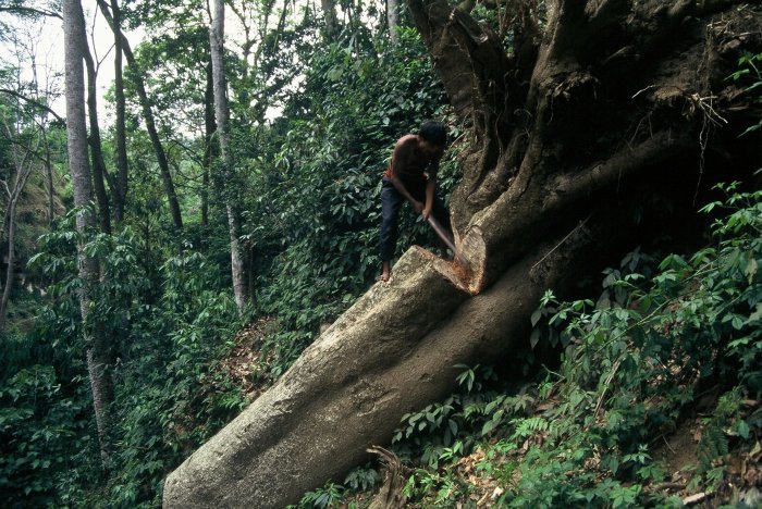 Cross cutting a fallen tree for milling