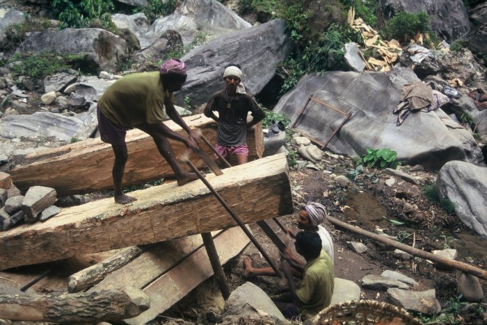 Sawyers cutting timber with a hand-held frame saw