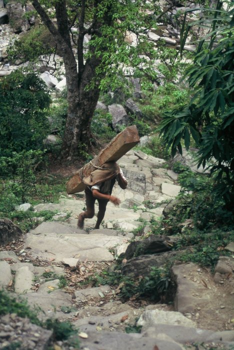 Porter extracting the cut timber on his head