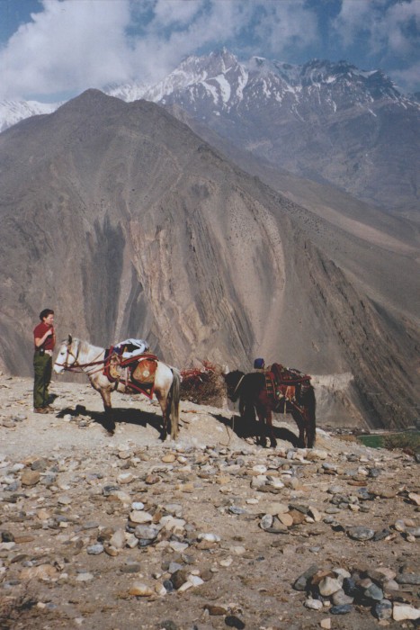 Resting ponies on the trail to Mukhtinath