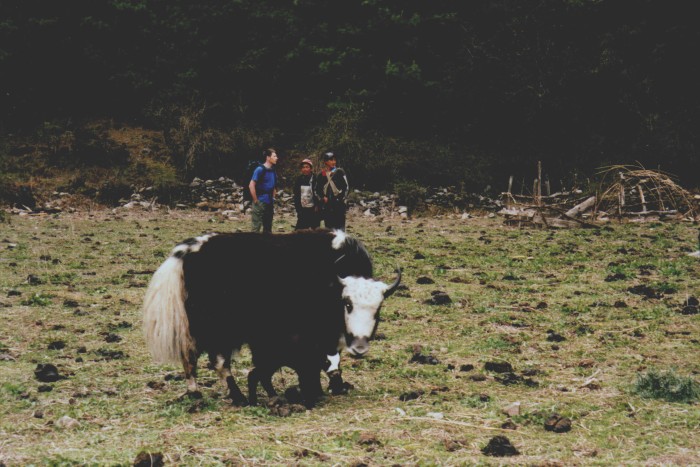 Meeting the yak herders en route to Dhaulagiri Icefall