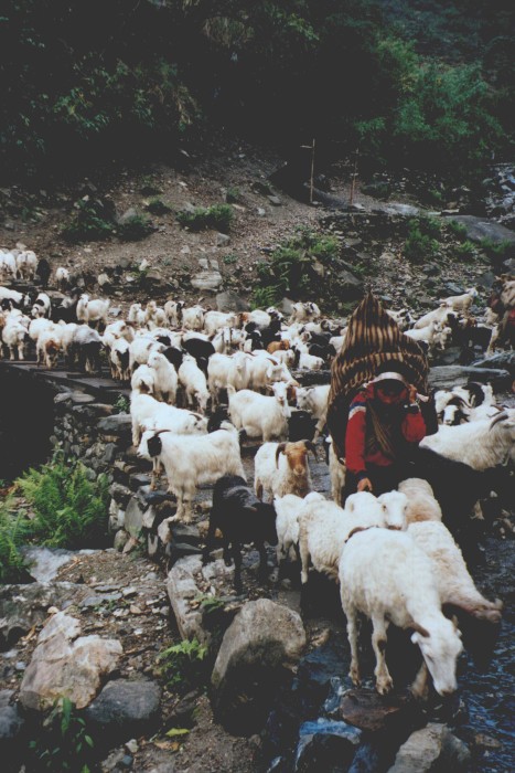 Goats on the trail