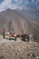 Resting ponies on the trail to Mukhtinath