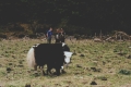 Meeting the yak herders