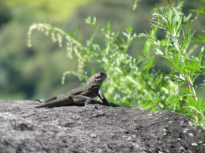 Lizard basking on rock near Syange