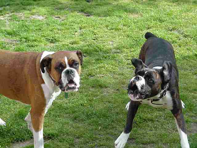 Name and description of dog to be entered