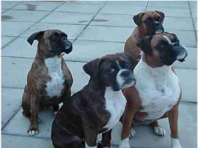 Name and description of dog to be entered