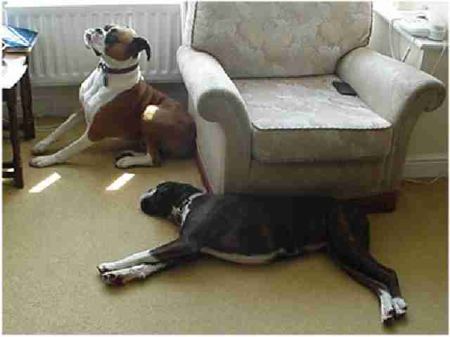 Name and description of dog to be entered
