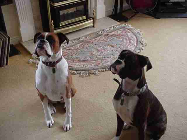 Name and description of dog to be entered