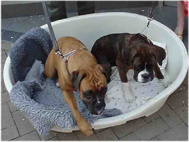 Name and description of dog to be entered